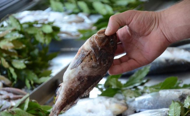 Dışı zehirli, içi lezzetli balık: İskorpit