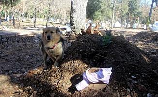 Bursa'da vefalı köpek her gün ölen sahibinin mezarına gidiyor