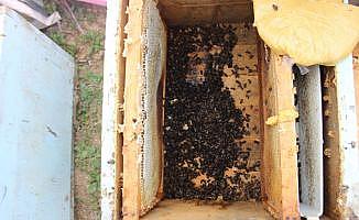 Aydın’da toplu arı ölümleri