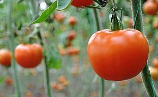 Rusya Türkiye’den domates alımına başlıyor