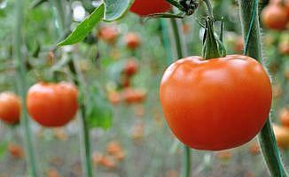 Rusya 4 Türk şirketinden 50 bin ton domates alacak