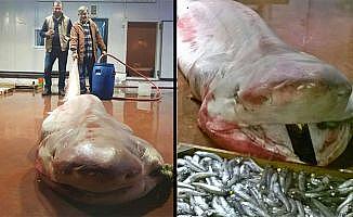 Antalya’da balıkçıların ağına köpekbalığı takıldı